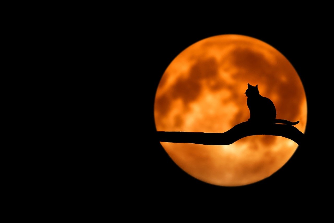 Der magische Mond Der magische Mond